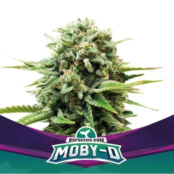 Moby-D Fem -Bsf (X12/X4/X2) 1