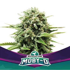 Moby-D Fem X4-Bsf