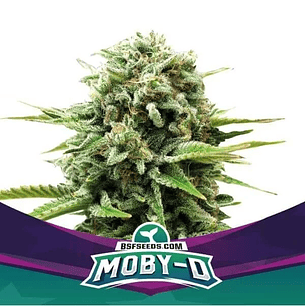 MOBY-D FEM X4-BSF