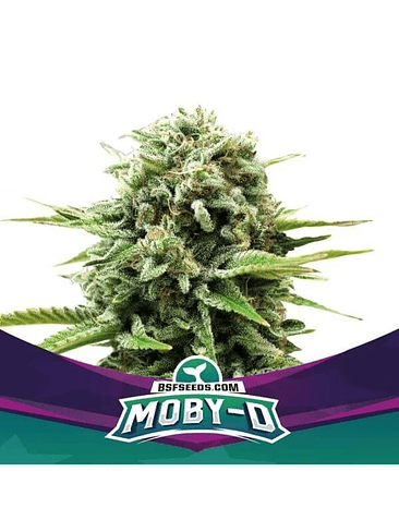 MOBY-D FEM X4-BSF 1