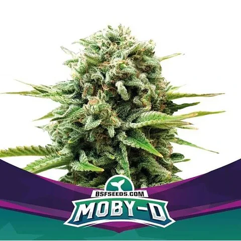Moby-D Fem -Bsf (X12/X4/X2)