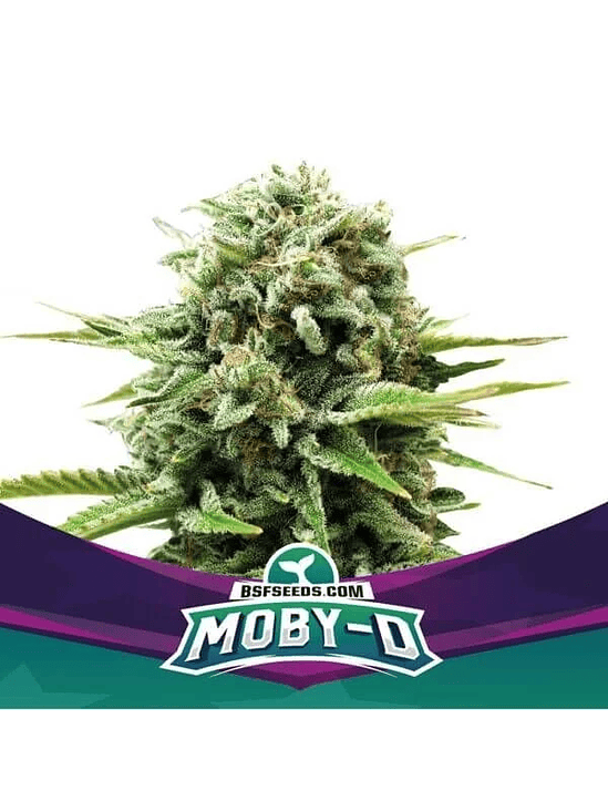 MOBY-D FEM X4-BSF 1