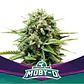 Moby-D Fem -Bsf (X12/X4/X2) - Miniatura 1