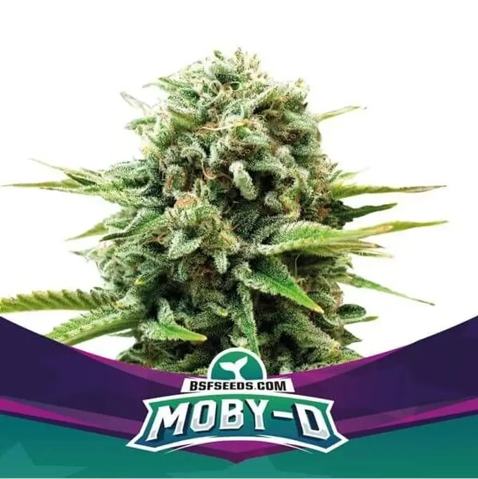 Moby-D Fem -Bsf (X12/X4/X2) 1