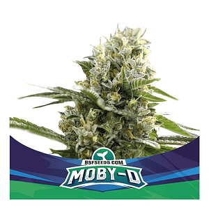 Moby-D Xxl Auto X4-Bsf