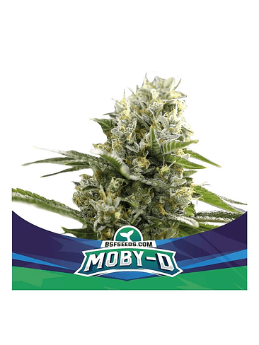 MOBY-D XXL AUTO X4-BSF 1