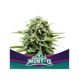 Moby-D Fem X2-Bsf