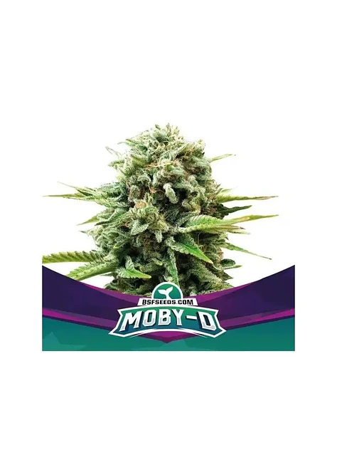 Moby-D Xxl Auto -Bsf (X12/X4/X2) 1