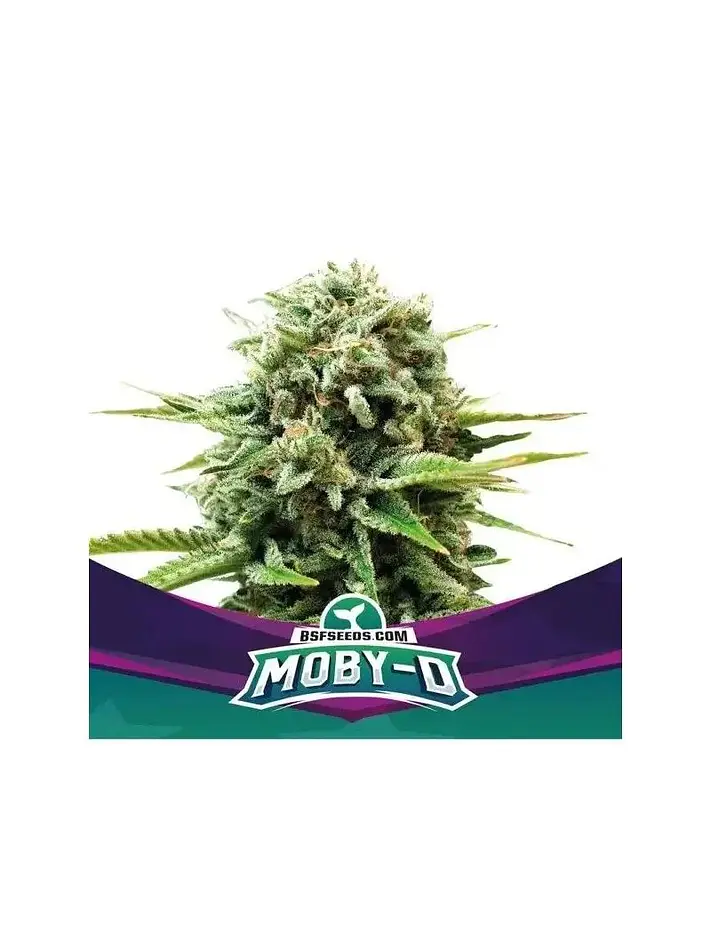 Moby-D Xxl Auto -Bsf (X12/X4/X2) 1