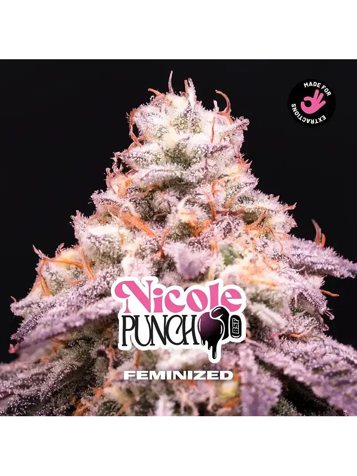 Nicole Punch Fem -Bsf (X12/X7/X4/X2) 1