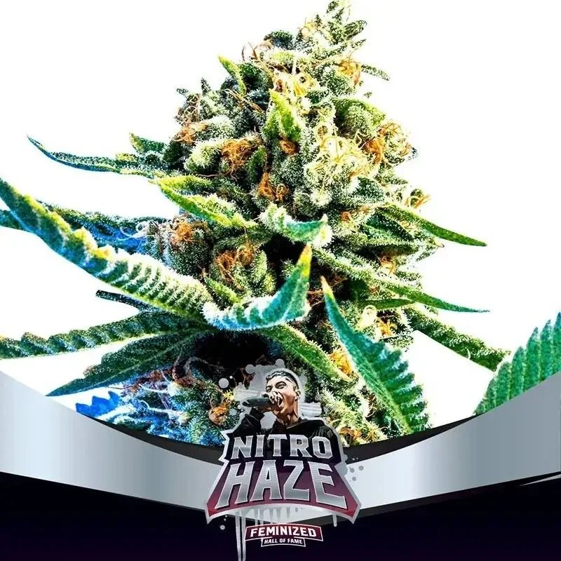 Nitro Haze Fem X7-Bsf 1
