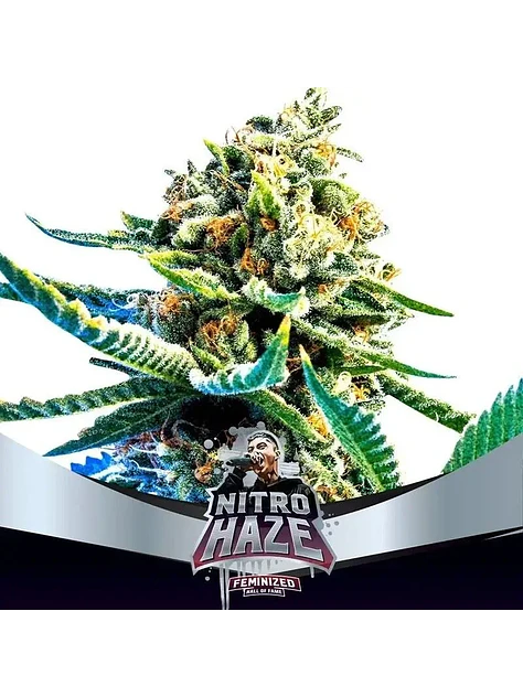 Nitro Haze Fem X7-Bsf 1