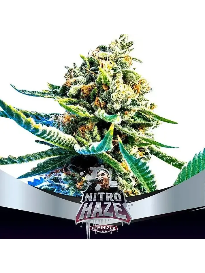 Nitro Haze Fem X7-Bsf 1