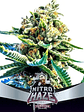 Nitro Haze  Fem  X7-Bsf - Miniatura 1