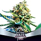 Nitro Haze Fem X7-Bsf - Miniatura 1