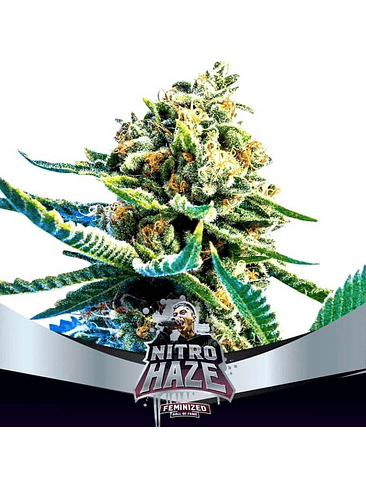NITRO HAZE FEM X2-BSF 1