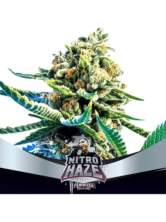 NITRO HAZE FEM X2-BSF 1