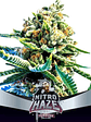 NITRO HAZE FEM X2-BSF - Miniatura 1