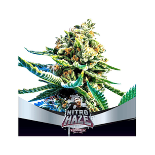 NITRO HAZE FEM X4-BSF