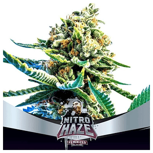 BSF SEEDS NITRO HAZE FEM X7