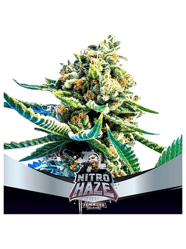 BSF SEEDS NITRO HAZE FEM X7 1