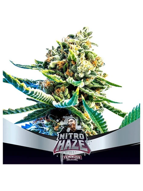 Nitro Haze Fem -Bsf (X7/X4/X2) 1