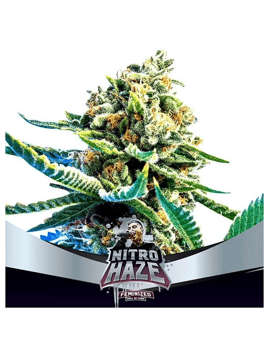 BSF SEEDS NITRO HAZE FEM X7 1