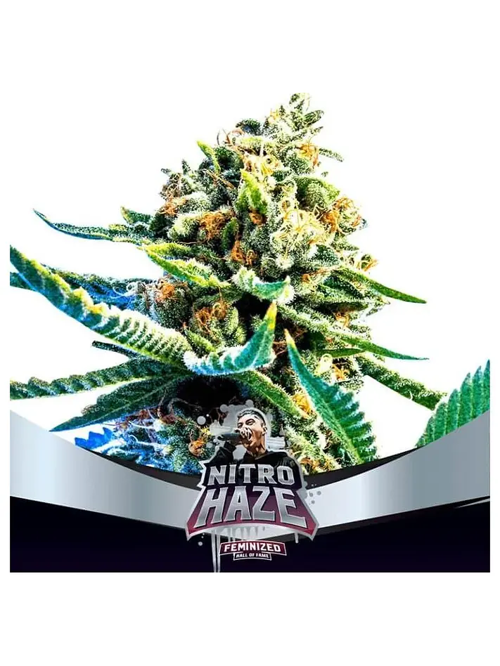 Nitro Haze Fem -Bsf (X7/X4/X2) 1