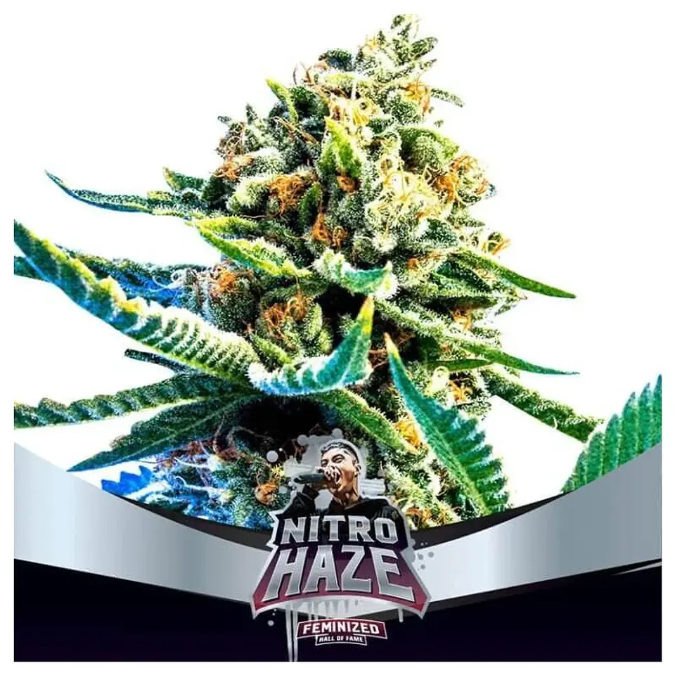 Nitro Haze Fem -Bsf (X12/X7/X4/X2) 1