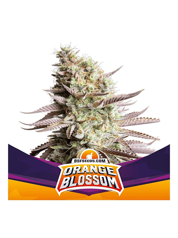 ORANGE BLOSSOM FEM X4 -BSF 2