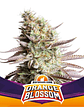 ORANGE BLOSSOM FEM X4 -BSF - Miniatura 2
