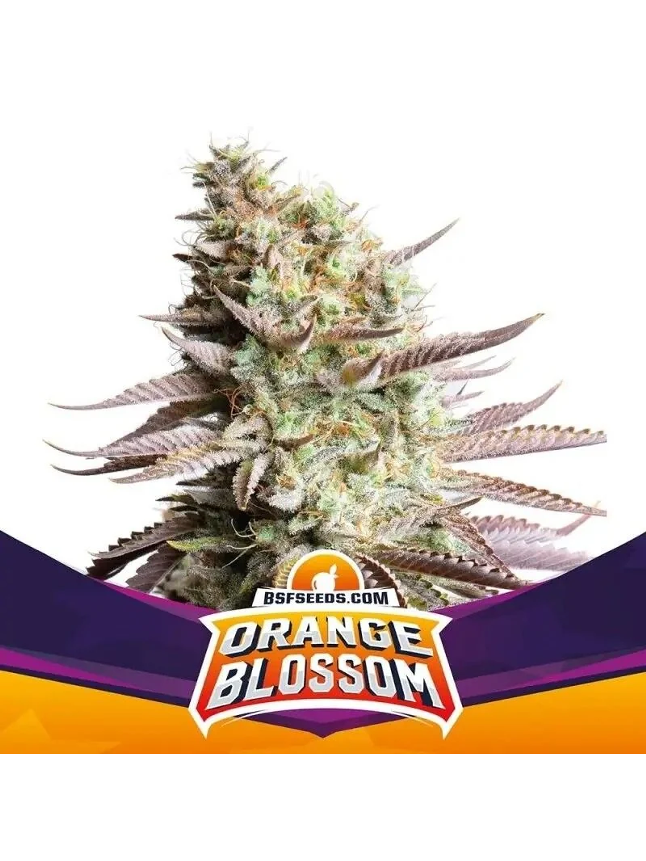 Orange Blossom Fem -Bsf (X12/X4/X2) 1