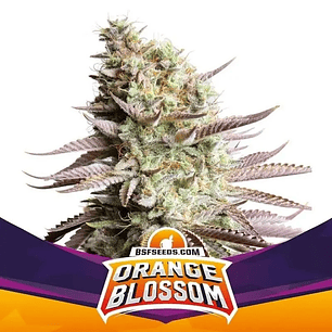 ORANGE BLOSSOM FEM X12-BSF