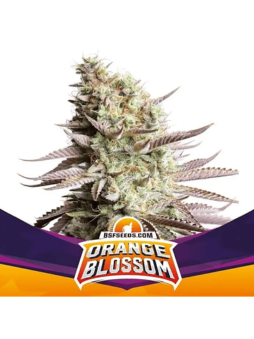 ORANGE BLOSSOM FEM X12-BSF 1