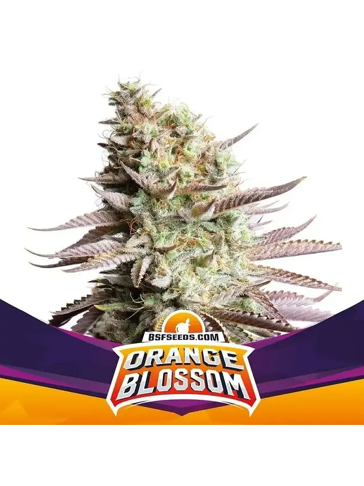 Orange Blossom Fem -Bsf (X12/X4/X2) 1