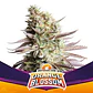 Orange Blossom Fem -Bsf (X12/X4/X2) - Miniatura 1