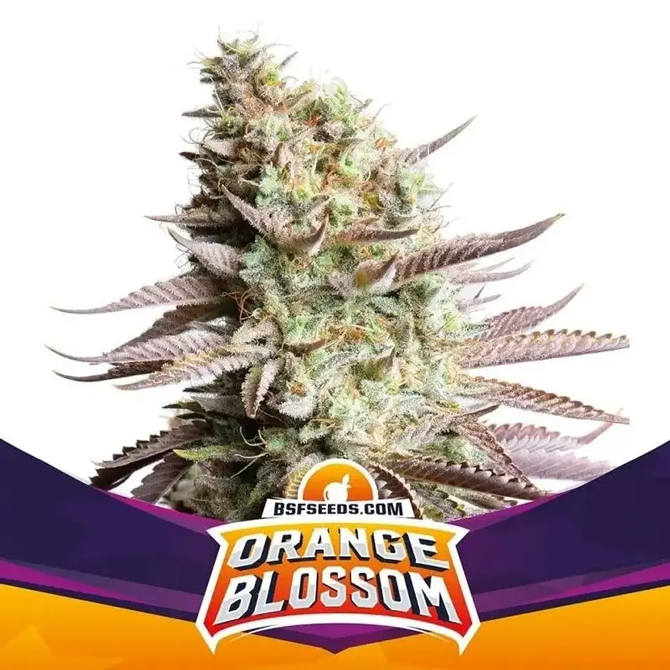 Orange Blossom Fem -Bsf (X12/X4/X2) 1