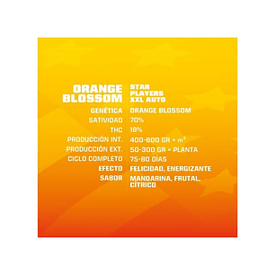 ORANGE BLOSSOM XXL  AUTO X4 -BSF