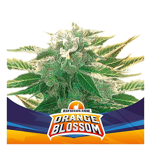 Orange Blossom Xxl  Auto X4 -Bsf