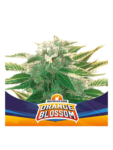 ORANGE BLOSSOM XXL  AUTO X4 -BSF 1
