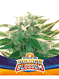 ORANGE BLOSSOM XXL  AUTO X4 -BSF - Miniatura 1
