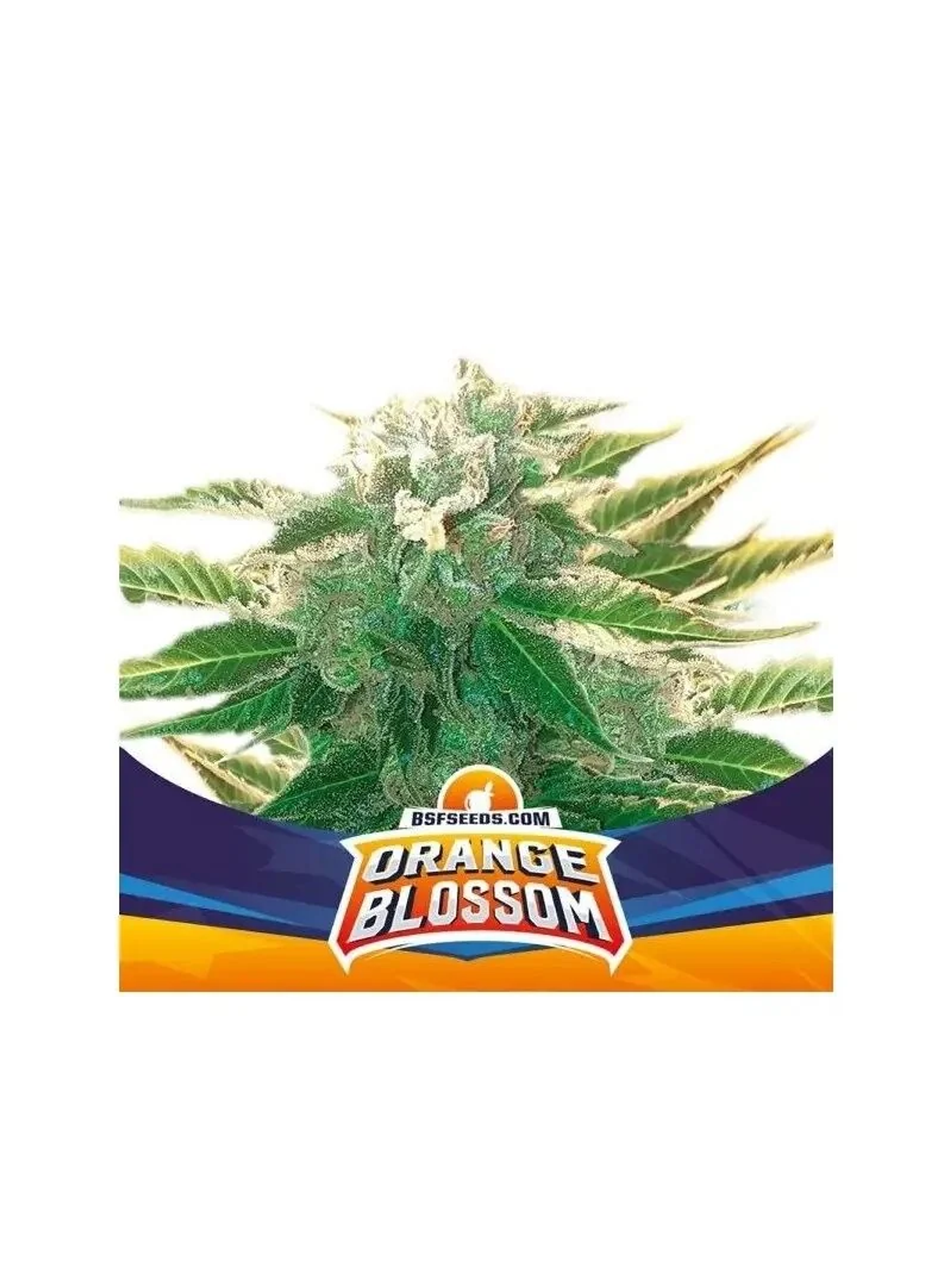 Orange Blossom Xxl Auto -Bsf (X12/X7/X4/X2) 1