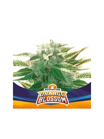 ORANGE BLOSSOM XXL AUTO X12-BSF 1