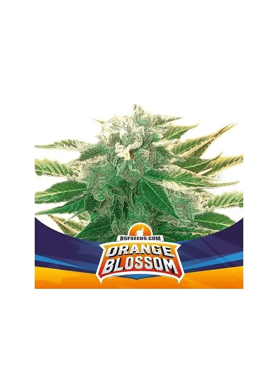 ORANGE BLOSSOM XXL AUTO X12-BSF 1