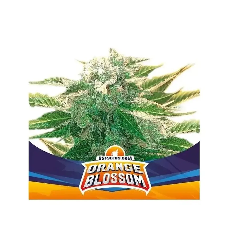 Orange Blossom Xxl Auto -Bsf (X12/X7/X4/X2) 1