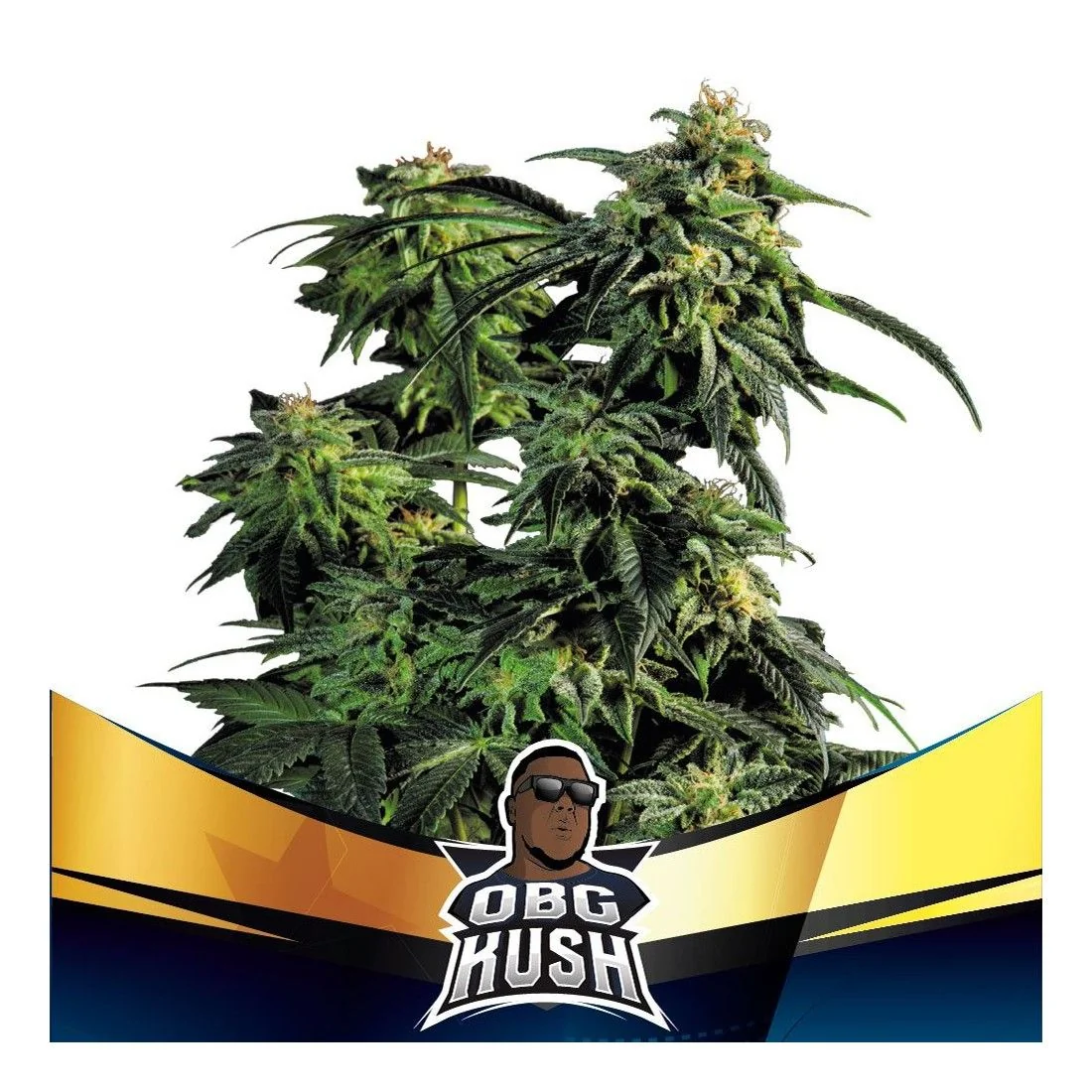 Obg Kush Fast Fem -Bsf (X4/X2) 1