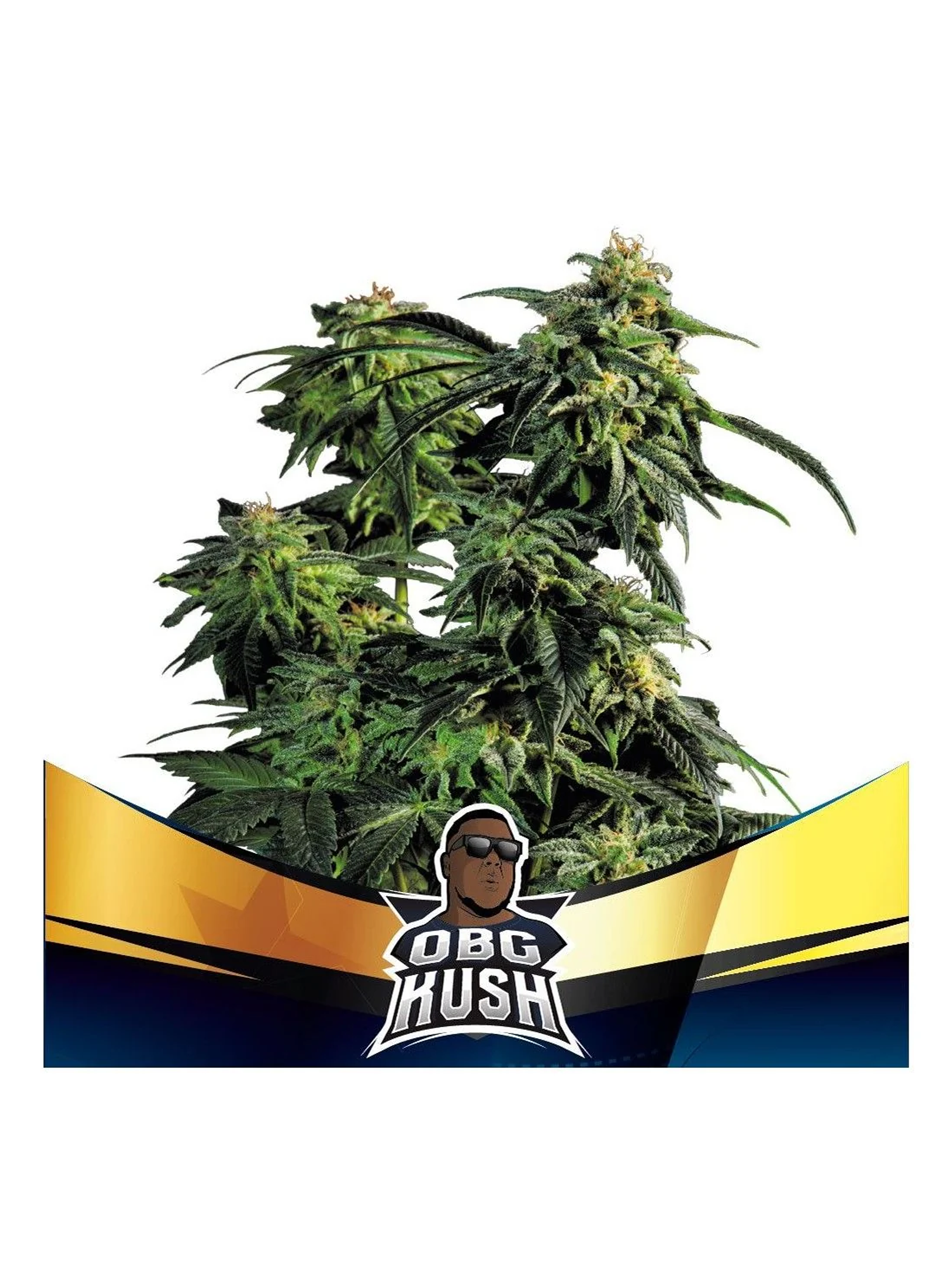 Obg Kush Fast Fem -Bsf (X4/X2) 1
