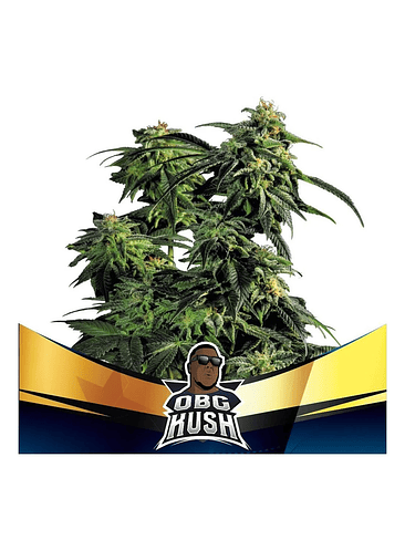 OBG KUSH FAST  FEM X4-BSF 1