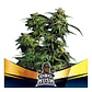 Obg Kush Fast Fem -Bsf (X4/X2) - Miniatura 1
