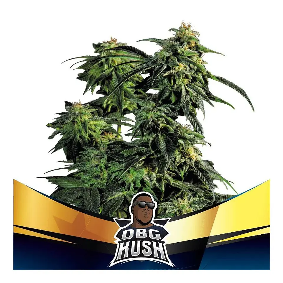 Obg Kush Fast Fem -Bsf (X7/X4/X2) 1